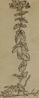 Picture 78 of 801 from A nievve herball, or Historie of plantes : wherein is contayned the whole discourse and perfect description of all sortes of herbes and plantes : their divers & sundry kindes ... and that not onely of those whiche are here growyng in this our countrie of Englande, but of all others also of forrayne realmes commonly used in physicke ; first set foorth in the Doutche or Almaigne tongue (1578), leaf 92