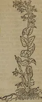 Picture 79 of 801 from A nievve herball, or Historie of plantes : wherein is contayned the whole discourse and perfect description of all sortes of herbes and plantes : their divers & sundry kindes ... and that not onely of those whiche are here growyng in this our countrie of Englande, but of all others also of forrayne realmes commonly used in physicke ; first set foorth in the Doutche or Almaigne tongue (1578), leaf 92