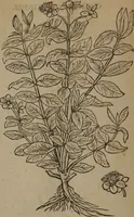 Picture 80 of 801 from A nievve herball, or Historie of plantes : wherein is contayned the whole discourse and perfect description of all sortes of herbes and plantes : their divers & sundry kindes ... and that not onely of those whiche are here growyng in this our countrie of Englande, but of all others also of forrayne realmes commonly used in physicke ; first set foorth in the Doutche or Almaigne tongue (1578), leaf 93