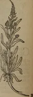 Picture 82 of 801 from A nievve herball, or Historie of plantes : wherein is contayned the whole discourse and perfect description of all sortes of herbes and plantes : their divers & sundry kindes ... and that not onely of those whiche are here growyng in this our countrie of Englande, but of all others also of forrayne realmes commonly used in physicke ; first set foorth in the Doutche or Almaigne tongue (1578), leaf 95