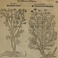 Picture 83 of 801 from A nievve herball, or Historie of plantes : wherein is contayned the whole discourse and perfect description of all sortes of herbes and plantes : their divers & sundry kindes ... and that not onely of those whiche are here growyng in this our countrie of Englande, but of all others also of forrayne realmes commonly used in physicke ; first set foorth in the Doutche or Almaigne tongue (1578), leaf 96
