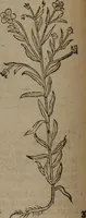Picture 84 of 801 from A nievve herball, or Historie of plantes : wherein is contayned the whole discourse and perfect description of all sortes of herbes and plantes : their divers & sundry kindes ... and that not onely of those whiche are here growyng in this our countrie of Englande, but of all others also of forrayne realmes commonly used in physicke ; first set foorth in the Doutche or Almaigne tongue (1578), leaf 97