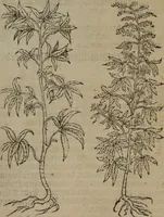 Picture 85 of 801 from A nievve herball, or Historie of plantes : wherein is contayned the whole discourse and perfect description of all sortes of herbes and plantes : their divers & sundry kindes ... and that not onely of those whiche are here growyng in this our countrie of Englande, but of all others also of forrayne realmes commonly used in physicke ; first set foorth in the Doutche or Almaigne tongue (1578), leaf 98