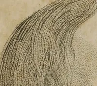 Picture 10 of 19 from The pocket Lavater, or, The science of physiognomy : to which is added, an inquiry into the analogy existing between brute and human physiognomy, from the Italian of Porta : embellished with 44 copperplate heads (1817), leaf 147
