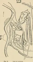 An illustration from An encyclopaedia of architecture, historical, theoretical, & practical. New ed., rev., portions rewritten, and with additions by Wyatt Papworth (1888)