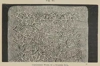 Picture 5 of 16 from History of lace (1902), leaf 169