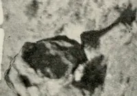 Picture 62 of 158 from The structural and industrial materials of California (1906), leaf 134