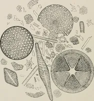 Picture 131 of 158 from The structural and industrial materials of California (1906), leaf 297