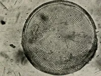 An illustration from The structural and industrial materials of California (1906)