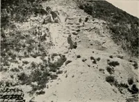 Picture 133 of 158 from The structural and industrial materials of California (1906), leaf 301