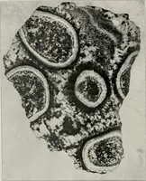 An illustration from The structural and industrial materials of California (1906)
