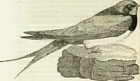 An illustration from Annals of some remarkable aërial and alpine voyages, including those of the author : to which are added, observations on the partial deafness to which aerial and mountain travellers are liable, and an essay on the flight and migration of birds, the whole being intended as supplementary to "Researches about atmospheric phenomena" (1832)
