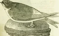 An illustration from Annals of some remarkable aërial and alpine voyages, including those of the author : to which are added, observations on the partial deafness to which aerial and mountain travellers are liable, and an essay on the flight and migration of birds, the whole being intended as supplementary to "Researches about atmospheric phenomena" (1832)
