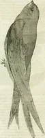 An illustration from Annals of some remarkable aërial and alpine voyages, including those of the author : to which are added, observations on the partial deafness to which aerial and mountain travellers are liable, and an essay on the flight and migration of birds, the whole being intended as supplementary to "Researches about atmospheric phenomena" (1832)