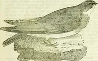 An illustration from Annals of some remarkable aërial and alpine voyages, including those of the author : to which are added, observations on the partial deafness to which aerial and mountain travellers are liable, and an essay on the flight and migration of birds, the whole being intended as supplementary to "Researches about atmospheric phenomena" (1832)