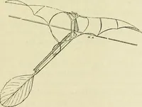 An illustration from La navigation aérienne : l'aviation et la direction des aérostats dans les temps anciens et modernes (1886)