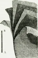 An illustration from Le grand ballon captif à vapeur de M. Henry Giffard : cour des Tuileries--Paris, 1878 (1878)