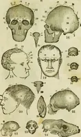 An illustration from Trials and triumphs of an orphan girl : or the biography of Mrs. Deiadamia Chase, physician and phrenologist (1859)