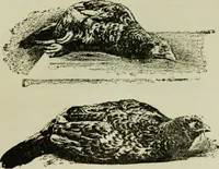 An illustration from Hypnotism and hynotic suggestion; a treatise on the uses and possibilities of hynotism, suggestion and allied phenomena (1900)