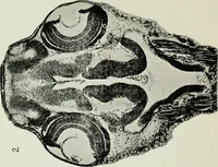 An illustration from The microscope and microscopical methods (1896)