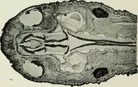 An illustration from The microscope and microscopical methods (1896)