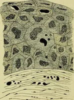 An illustration from Pestilentia in nummis. Geschichte der grossen Volkskrankheiten in numismatischen Documenten. Ein Beitrag zur Geschichte der Medicin und der Cultur (1882)