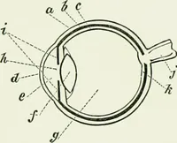 An illustration from Spectropia ; or, Surprising spectral illusions. Showing ghosts everywhere, and of any colour (1865)