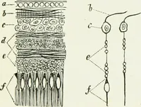 An illustration from Spectropia ; or, Surprising spectral illusions. Showing ghosts everywhere, and of any colour (1865)