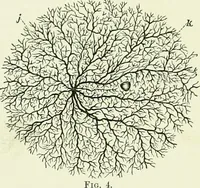 An illustration from Spectropia ; or, Surprising spectral illusions. Showing ghosts everywhere, and of any colour (1865)
