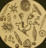 An illustration from Common objects of the microscope [electronic resource] (1900)