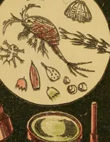 Picture 2 of 37 from Common objects of the microscope [electronic resource] (1900), leaf 1