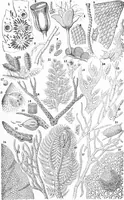 An illustration from Common objects of the microscope [electronic resource] (1900)