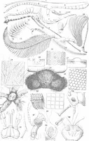 An illustration from Common objects of the microscope [electronic resource] (1900)
