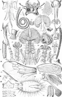 An illustration from Common objects of the microscope [electronic resource] (1900)