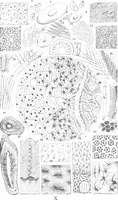 An illustration from Common objects of the microscope [electronic resource] (1900)
