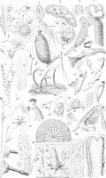 An illustration from Common objects of the microscope [electronic resource] (1900)