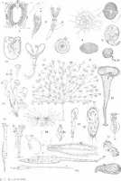 An illustration from Common objects of the microscope [electronic resource] (1900)