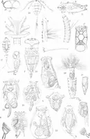 An illustration from Common objects of the microscope [electronic resource] (1900)