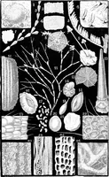 An illustration from Common objects of the microscope [electronic resource] (1900)
