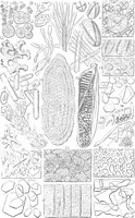 Picture 35 of 37 from Common objects of the microscope [electronic resource] (1900), leaf 209