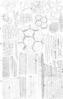 An illustration from Common objects of the microscope [electronic resource] (1900)