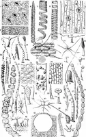 An illustration from Common objects of the microscope [electronic resource] (1900)