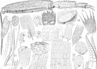An illustration from Common objects of the microscope [electronic resource] (1900)