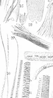 An illustration from Common objects of the microscope [electronic resource] (1900)