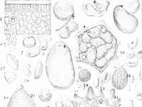 An illustration from Common objects of the microscope [electronic resource] (1900)