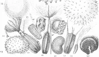 An illustration from Common objects of the microscope [electronic resource] (1900)