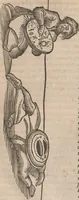 Picture 16 of 33 from Lapponia, id est, regionis Lapponum... descriptio (1673), leaf 162