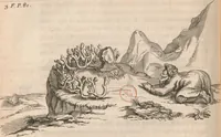 An illustration from Histoire de la Laponie : sa description... (1678)
