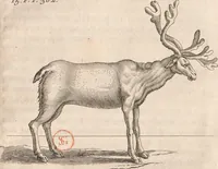 An illustration from Histoire de la Laponie : sa description... (1678)