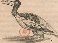 Picture 31 of 37 from Histoire de la Laponie : sa description... (1678), leaf 384